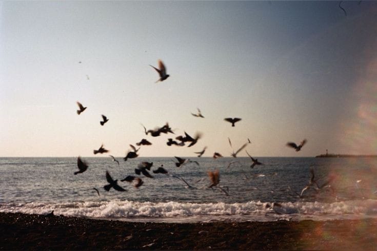 Love is free, same as BIRDS